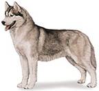 C:/Users/Vancura/Pictures/siberian husky.jpg